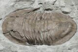 Long, Prone Isotelus Brachycephalus Trilobite - Ohio #225039-2